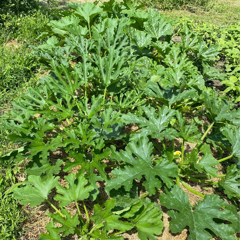 Zucchini Grün (Grex / Population)