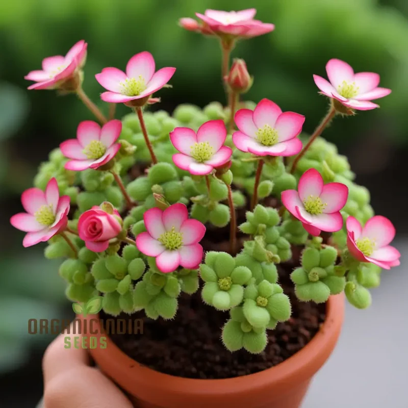 Saxifraga Mossy Seeds – Rose Saxifrage Variety for Beautiful Garden Blooms