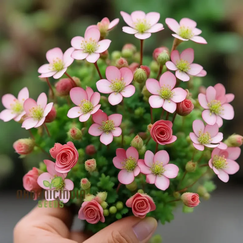 Saxifraga Mossy Seeds – Rose Saxifrage Variety for Beautiful Garden Blooms