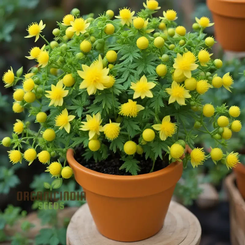 Kerria Japonica Yellow Flower Seeds for Planting – Deciduous Shrub with Spring Blooms for Garden Borders, Landscaping, Hedges & Outdoor Spaces