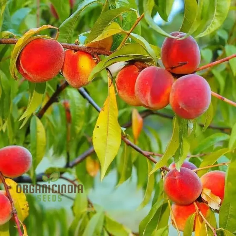 Petite Majesty, Dwarf Peach Fruit Tree Indoor/Outdoor Seeds for Your Garden Haven