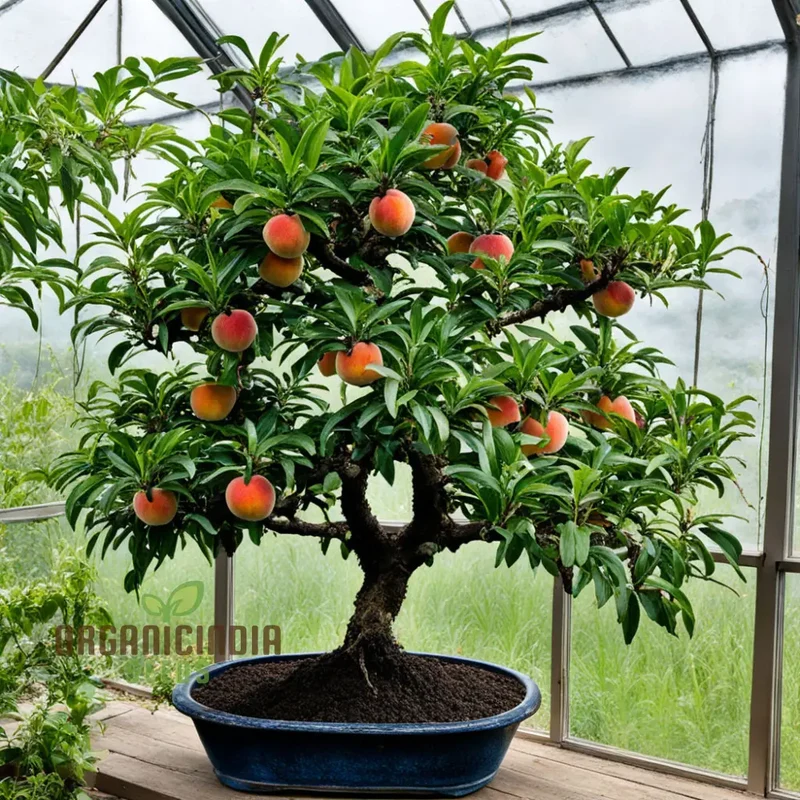 Petite Majesty, Dwarf Peach Fruit Tree Indoor/Outdoor Seeds for Your Garden Haven