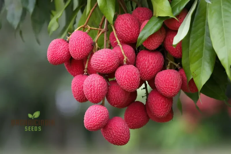 Red Lychee Seeds for Planting, Cultivate Your Own Orchard with Exotic Fruit Seeds