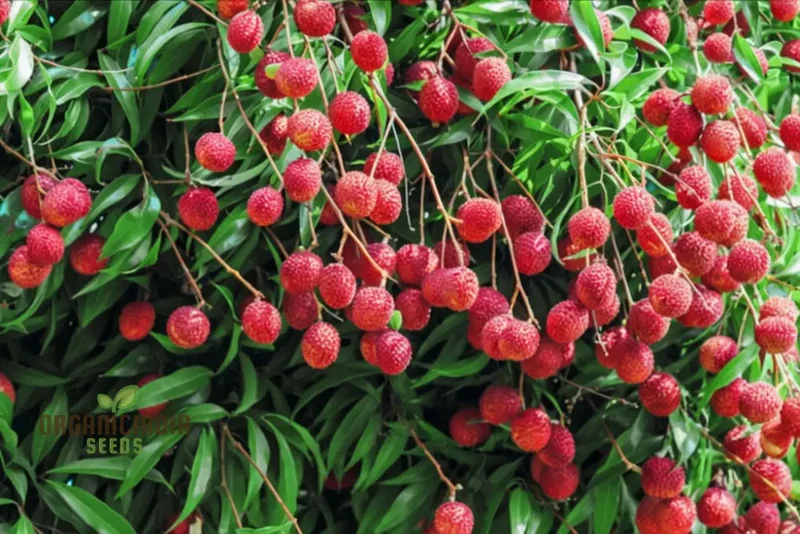 Red Lychee Seeds for Planting, Cultivate Your Own Orchard with Exotic Fruit Seeds