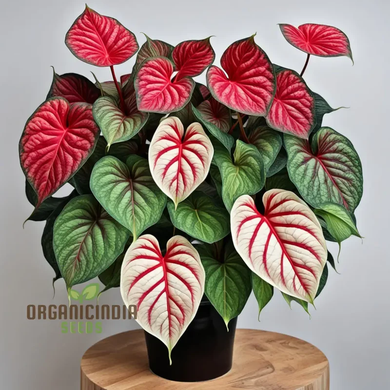 Caladium Bicolor Plant Seeds, Easy to Grow Plants for Shaded Gardens and Indoor Spaces, Colorful Foliage, Shade-Loving - (Mixed Colors)