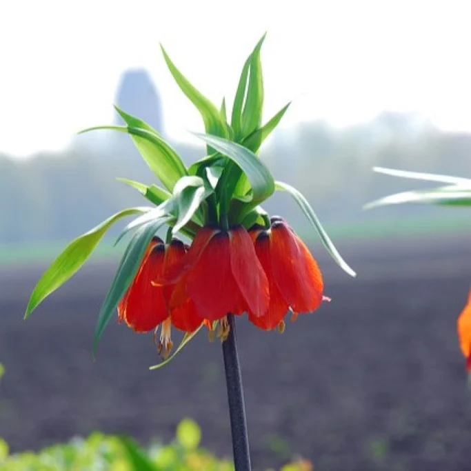 Kaiserkrone (Fritillaria imp. Rubra) (A1091-10) "Bio"