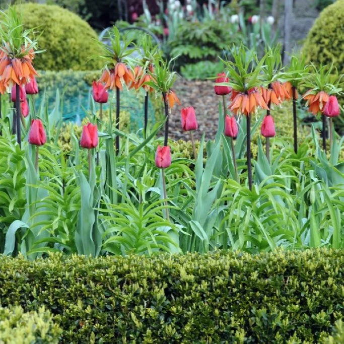 Kaiserkrone (Fritillaria imp. Rubra) (A1091-10) "Bio"