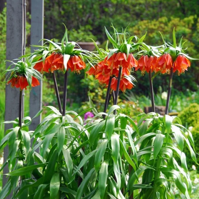 Kaiserkrone (Fritillaria imp. Rubra) (A1091-10) "Bio"