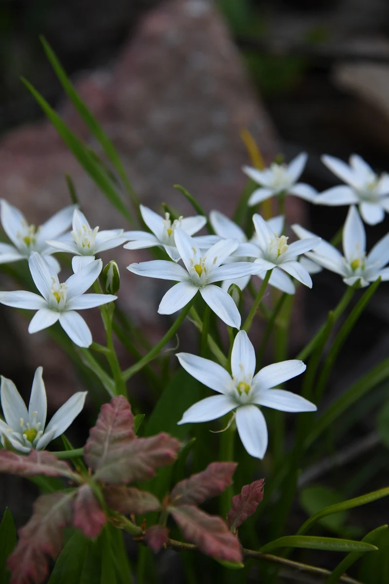 Stern von Bethlehem "White Trophy" (Ornithogalum White Trophy) (A9067) "Bio"