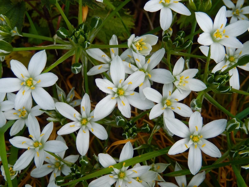 Stern von Bethlehem "White Trophy" (Ornithogalum White Trophy) (A9067) "Bio"