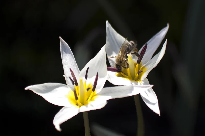 Tulipa Turkestanica (A1027) "Bio"