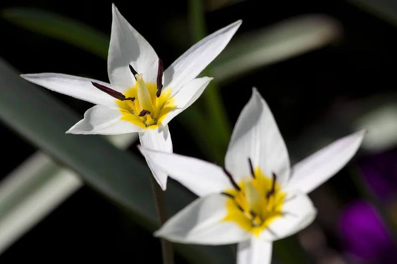 Tulipa Turkestanica (A1027) "Bio"
