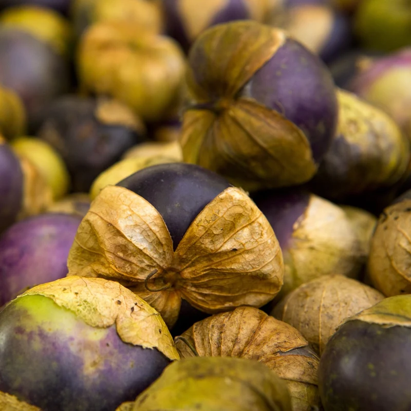 Tomatillo Purple, Physalis ixocarpa Samen