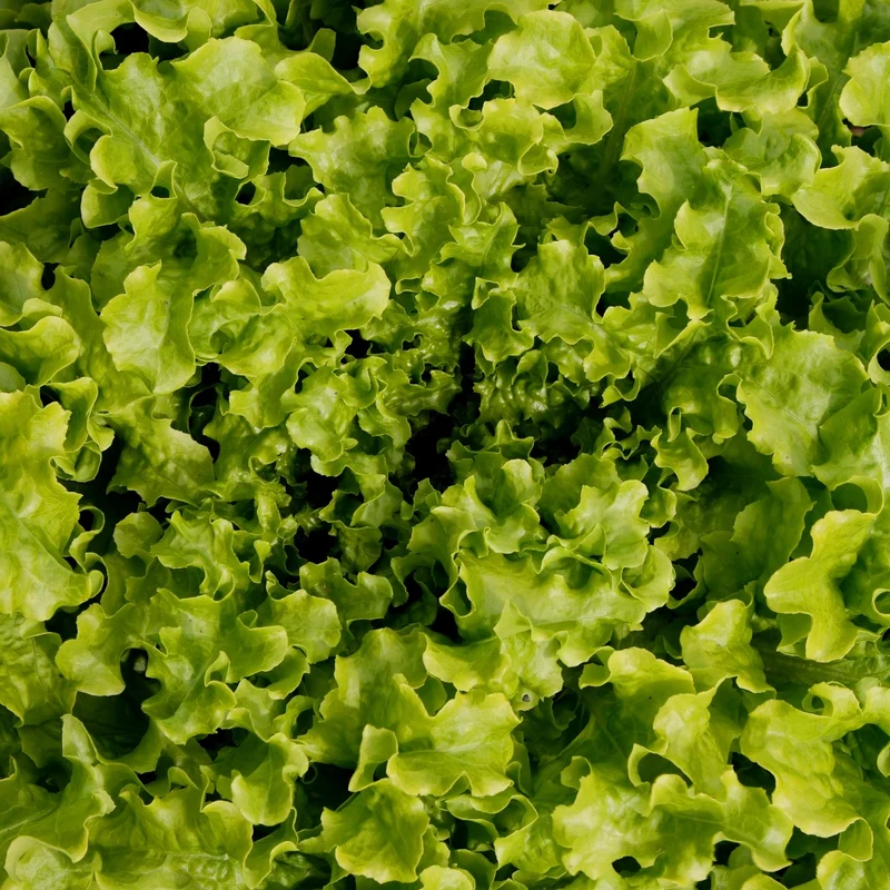 Pflücksalat Salad Bowl Samen