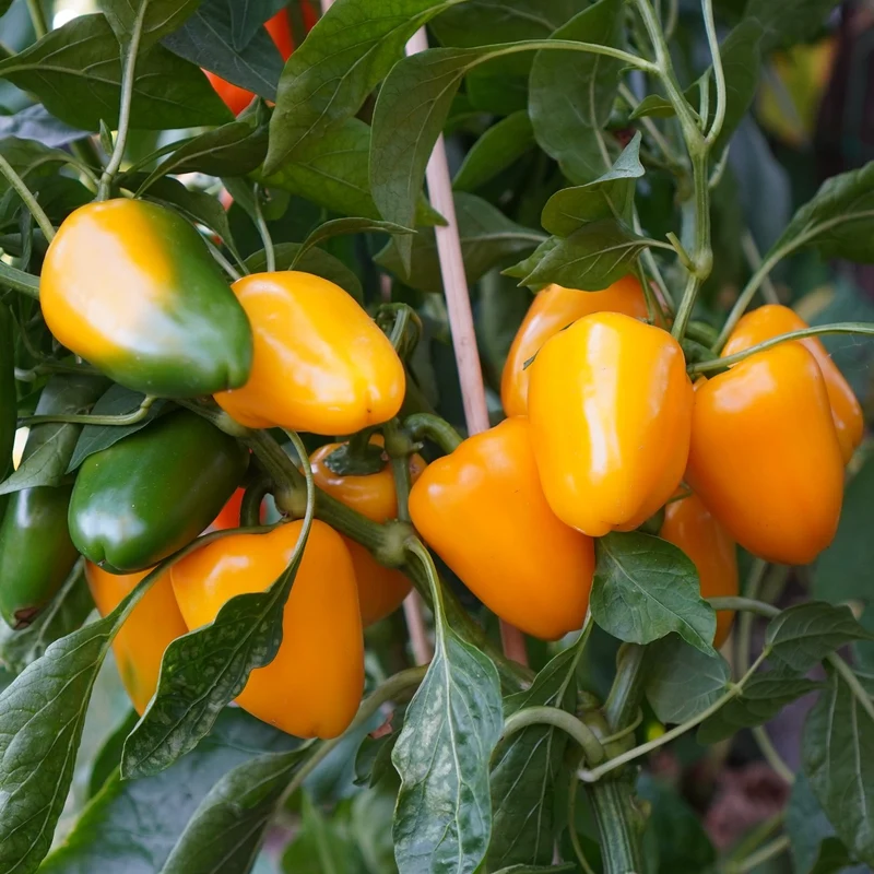 Paprika Yala Samen