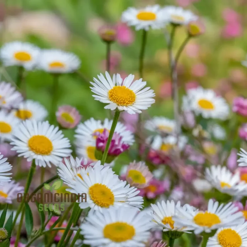 Mixed Karvinskianus Flower Seeds for Planting
