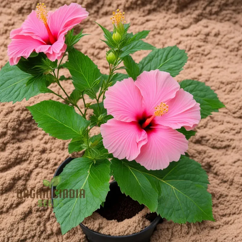 Pink Hibiscus Syriacus flower Seeds - Stunning Blooms for Vibrant Garden Beauty