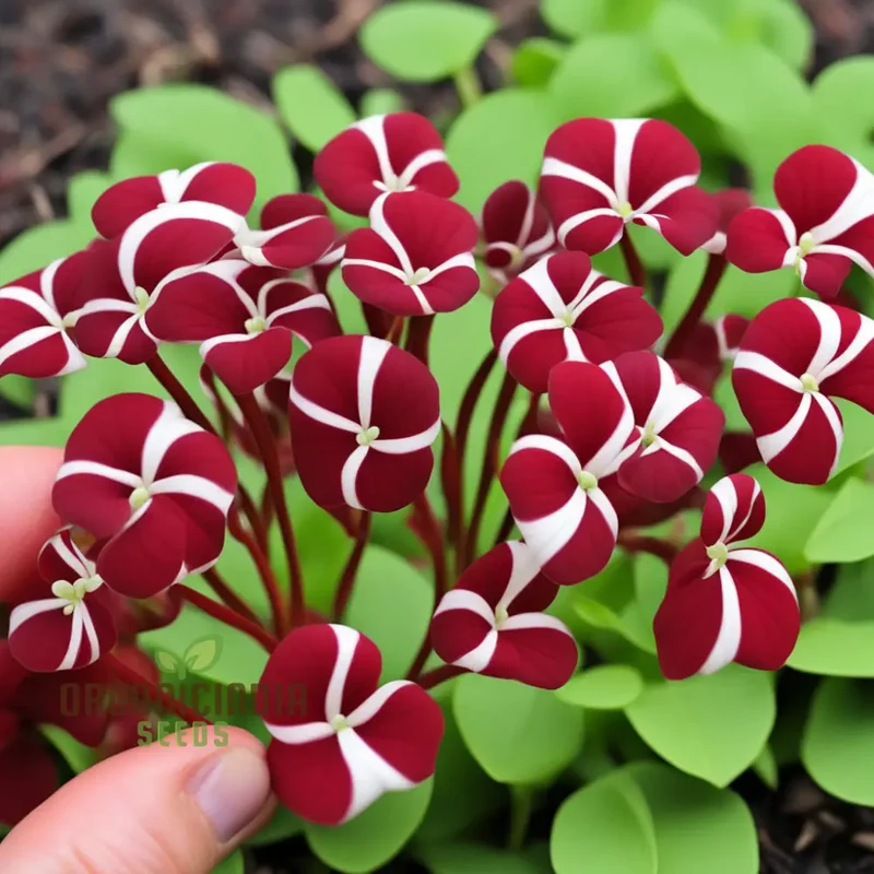Candy Cane Sorrel (Oxalis Versicolor) Seeds – Add Vibrant Beauty to Your Garden with Striking Annual Flowers
