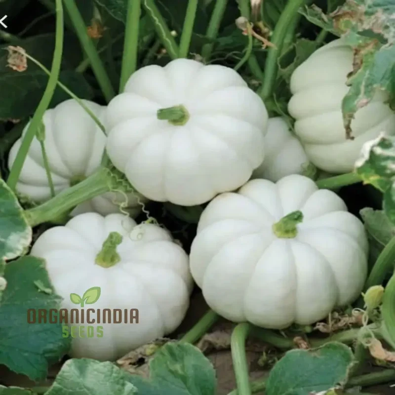 White Pumpkin Vegetable Seeds For Planting,Premium White Pumpkin Vegetables Grow Your Own Unique Harvest