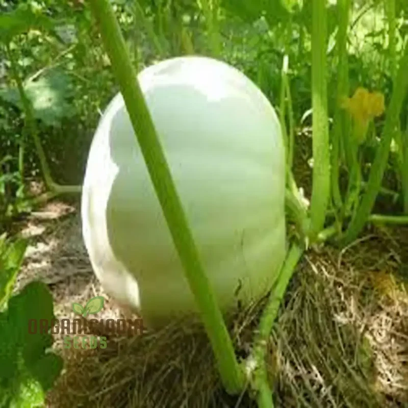 White Pumpkin Vegetable Seeds For Planting,Premium White Pumpkin Vegetables Grow Your Own Unique Harvest
