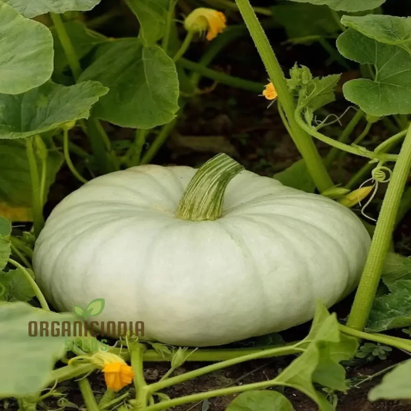 White Pumpkin Vegetable Seeds For Planting,Premium White Pumpkin Vegetables Grow Your Own Unique Harvest