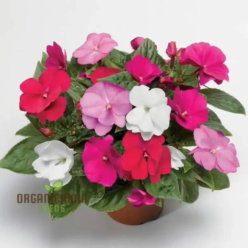 Guinea Flower Seeds – Unique Ornamental Blooms for Garden Planting