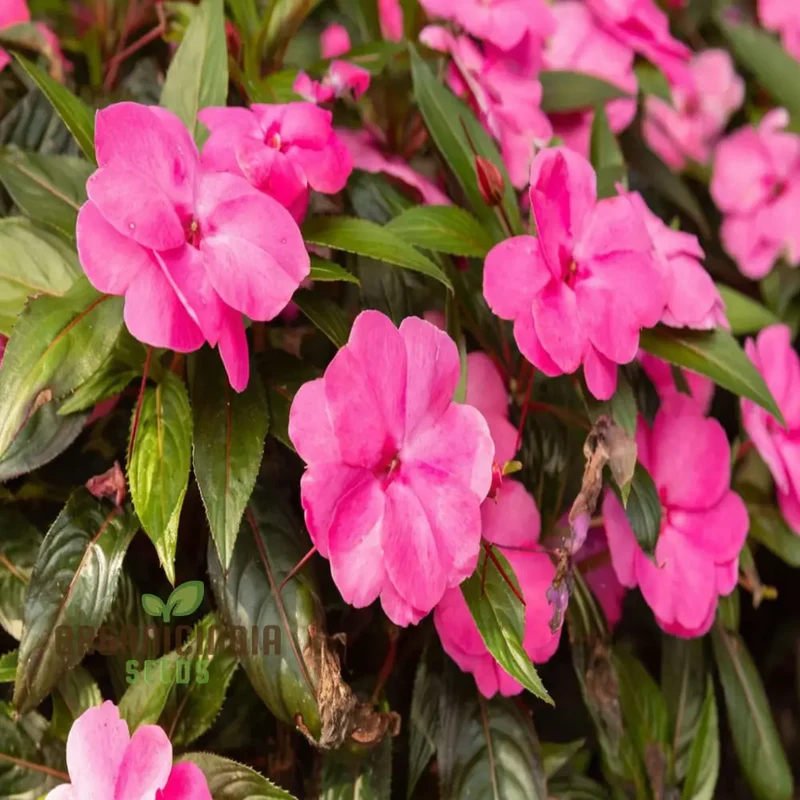 Guinea Flower Seeds – Unique Ornamental Blooms for Garden Planting