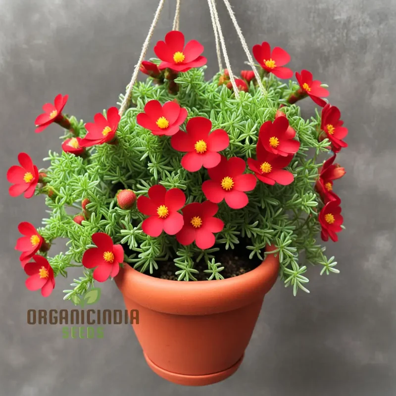Red Portulaca Flower Seeds – Resilient, Eye-Catching Blooms for Hot Climates, Pots, Garden Beds & Sunny Outdoor Spaces