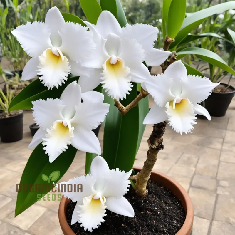 White Cattleya Flower Seeds for Planting, Elevate Your Gardening Experience with Exquisite, Sophisticated Blooms