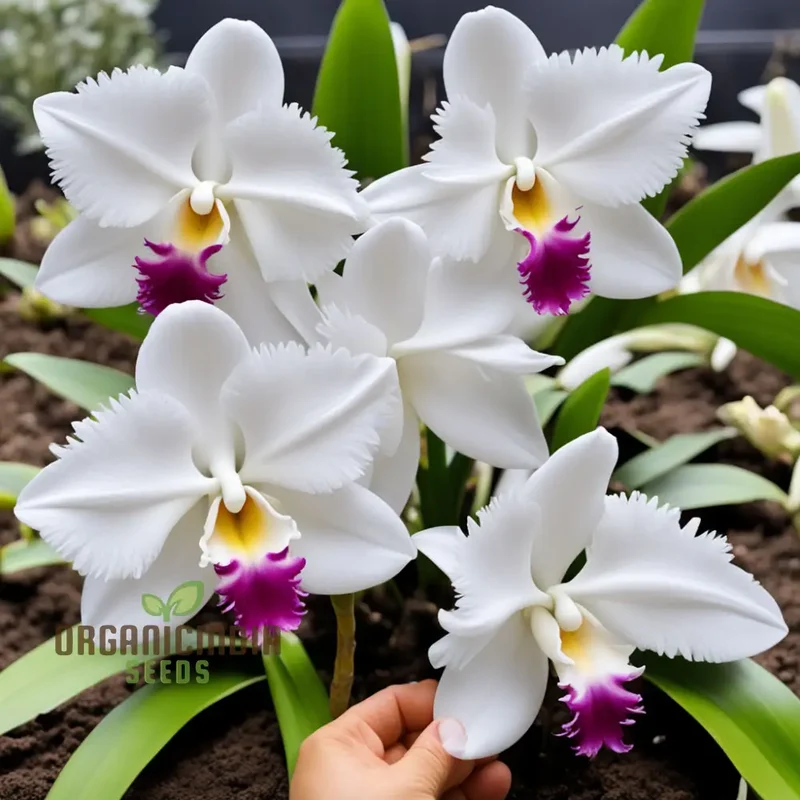 White Cattleya Flower Seeds for Planting, Elevate Your Gardening Experience with Exquisite, Sophisticated Blooms