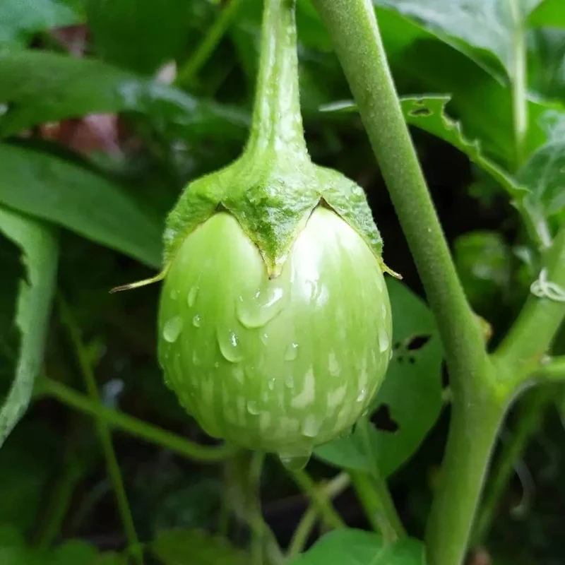 Organic Green Brinjal Eggplant Seeds For Planting, Grow Fresh, Healthy, and Organic in Your Garden