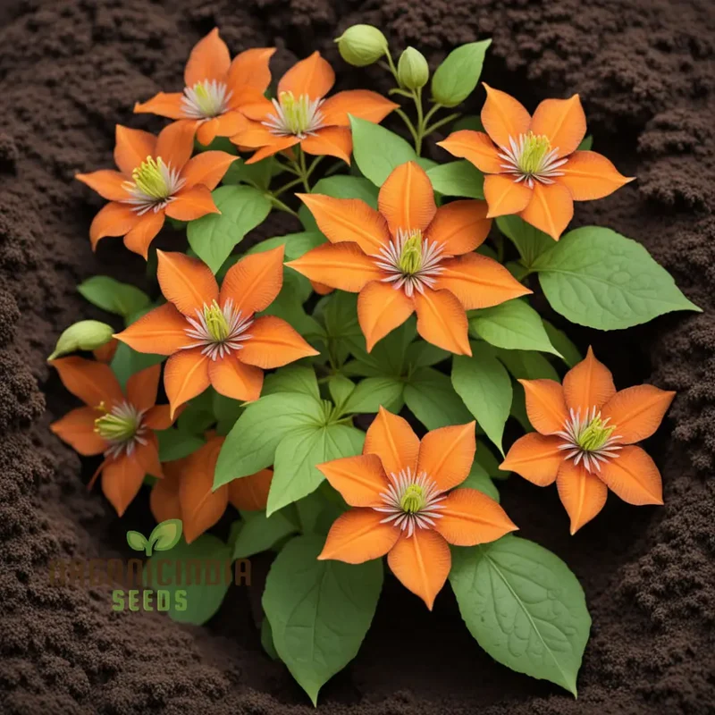Orange Clematis Seeds – Vibrant Climbing Bloom Variety for Colorful Gardens