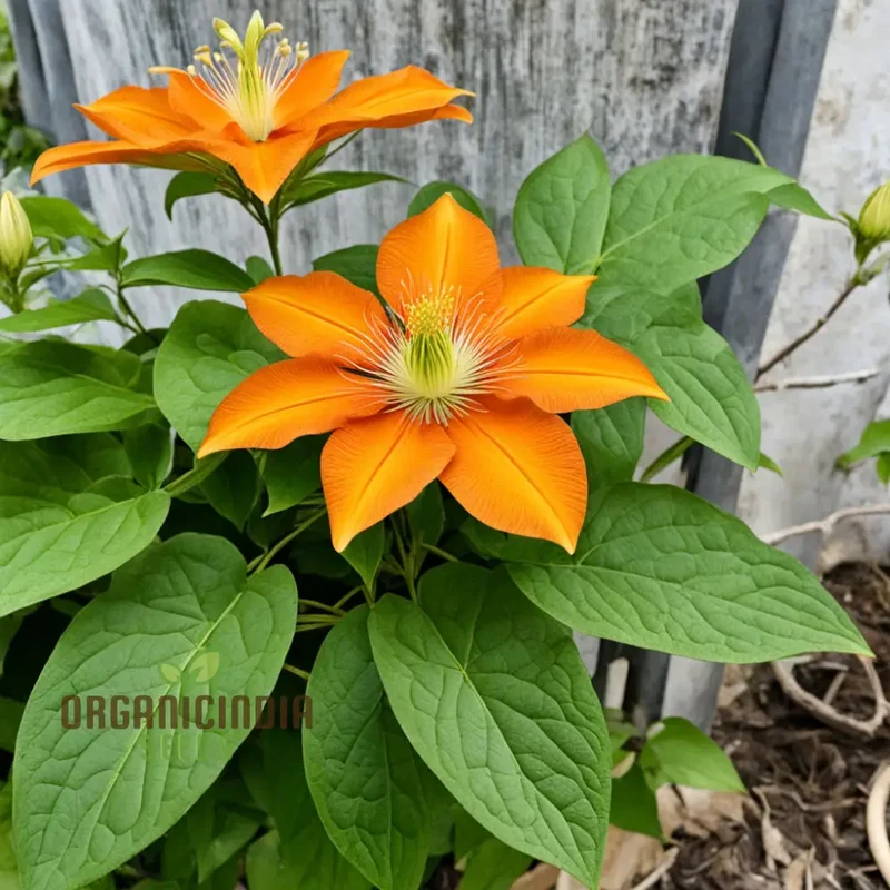 Orange Clematis Seeds – Vibrant Climbing Bloom Variety for Colorful Gardens