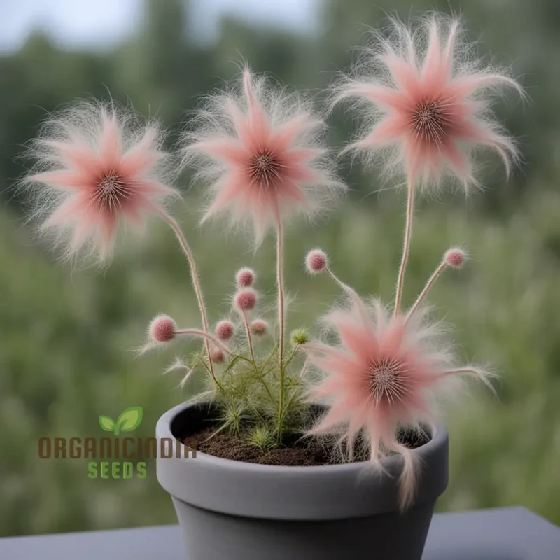 Prairie Flower Seeds, Fragrant Perennial Smoke Seeds for Gardens