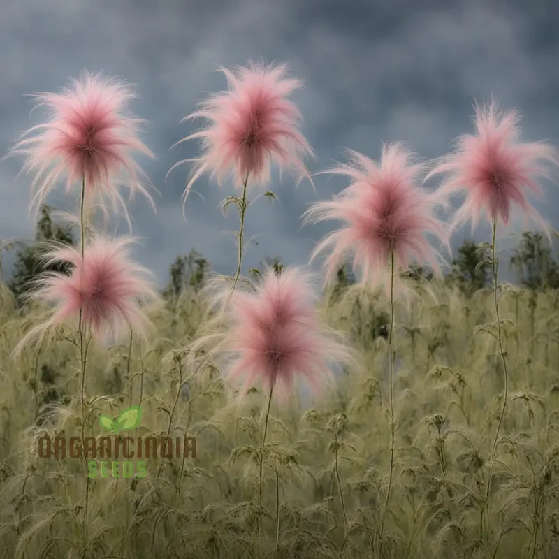 Prairie Flower Seeds, Fragrant Perennial Smoke Seeds for Gardens