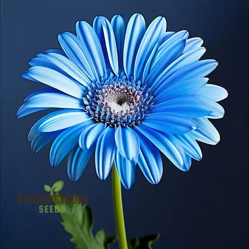 Blue Gerbera Daisy Flower Seeds - Captivating Blooms for Vibrant Garden Highlights