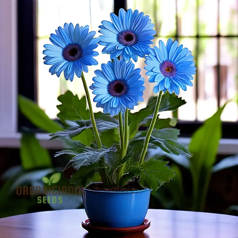 Blue Gerbera Daisy Flower Seeds - Captivating Blooms for Vibrant Garden Highlights