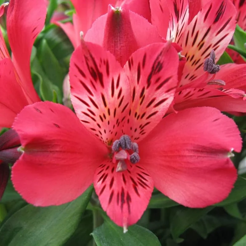 Alstroemeria Seeds – Colorful Perennial Blooms for Garden Planting