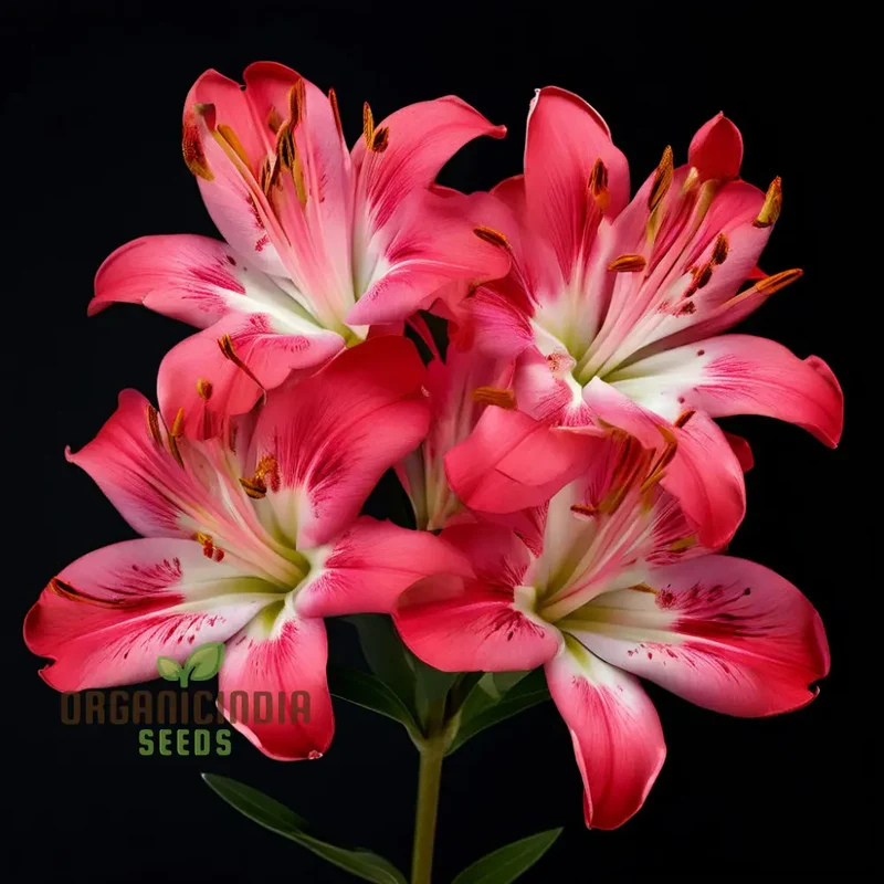 Alstroemeria Seeds – Colorful Perennial Blooms for Garden Planting