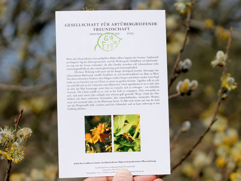 Johanniskraut lädt ein: Johanniskraut-Blattwespe