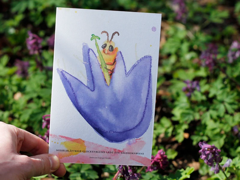 Nesselblättrige Glockenblume lädt ein: Sägehornbiene