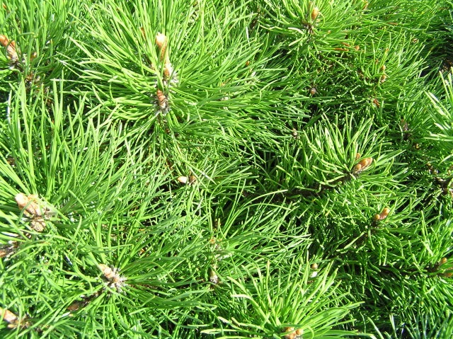 Krüppelkiefer (Pinus mugo var. mughus)