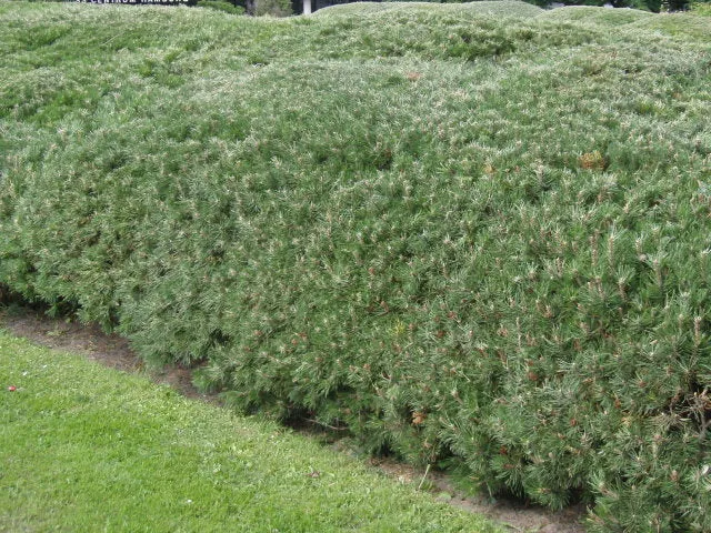 Krüppelkiefer (Pinus mugo var. mughus)