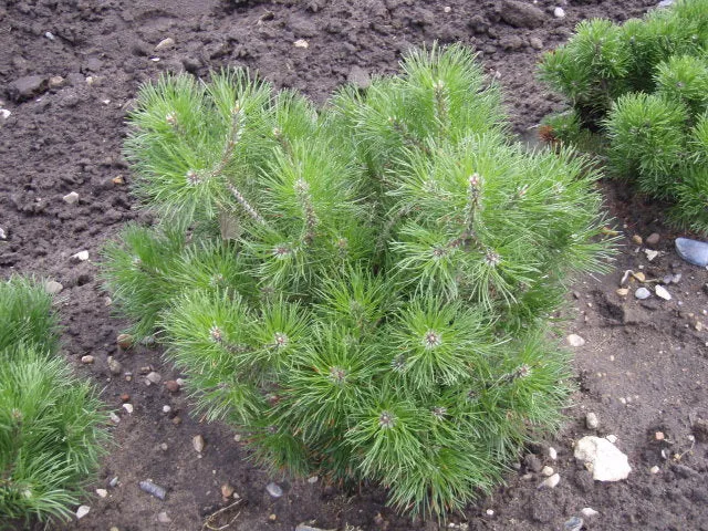 Krüppelkiefer (Pinus mugo var. mughus)