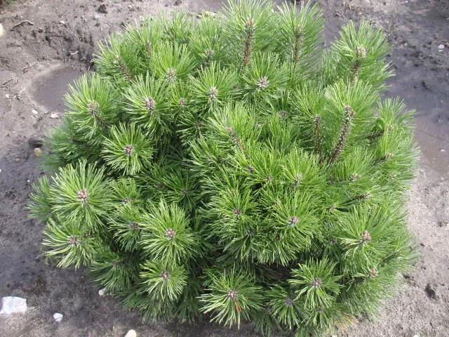 Krüppelkiefer (Pinus mugo var. mughus)