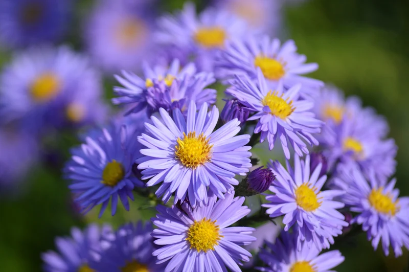 Alpen-Aster (Aster alpinus 'Dunkle Schöne')