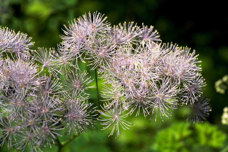 Akeleiblättrige Wiesenraute (Thalictrum aquilegifolium)