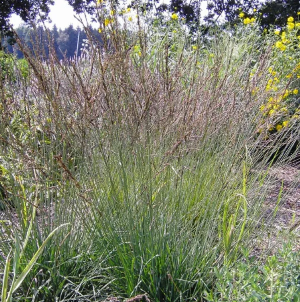 Blaues Pfeifengras (Molinia caerulea)
