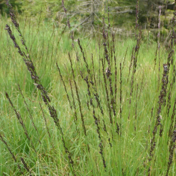 Blaues Pfeifengras (Molinia caerulea)