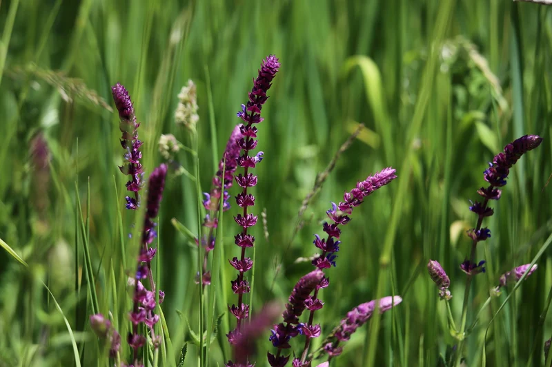 Steppen-Salbei (Salvia nemorosa)